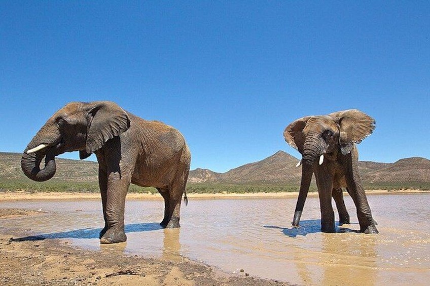 Two elephants standing in a shallow water body with a clear sky and distant hills. 3