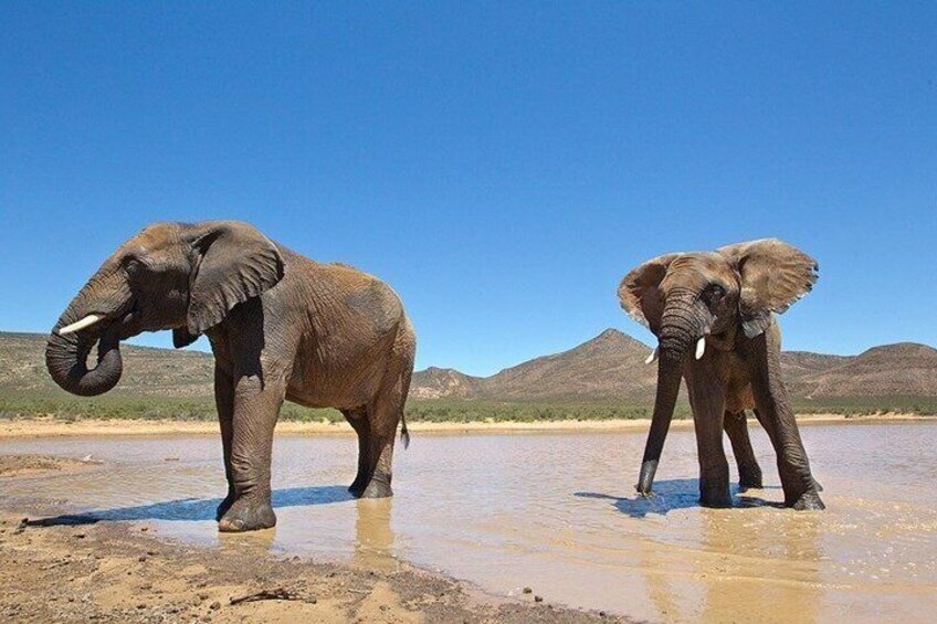 Two elephants standing in a shallow water body with a clear sky and hills in the background. 3