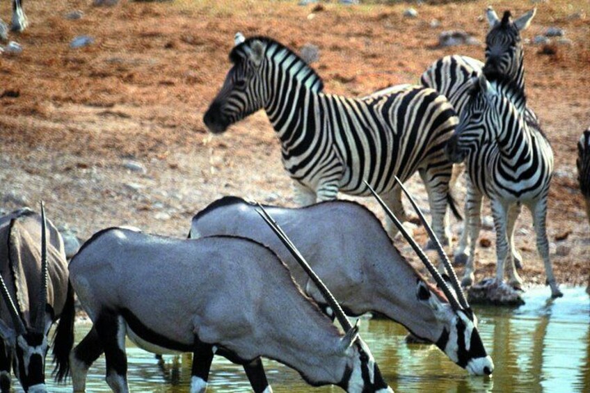 Zebras and antelopes drinking water at a watering hole. 4