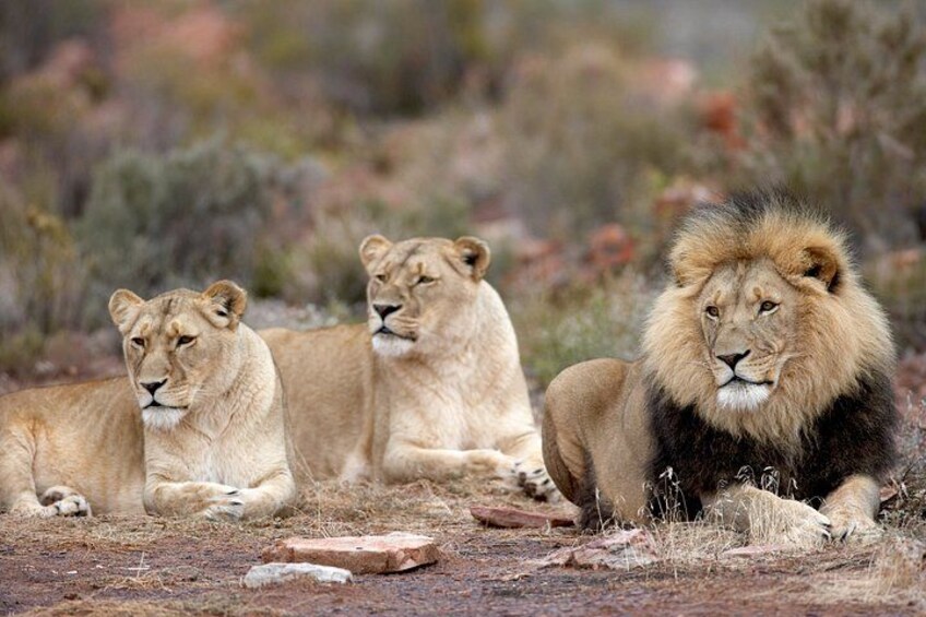 Three lions resting on the ground with sparse vegetation in the background. 1