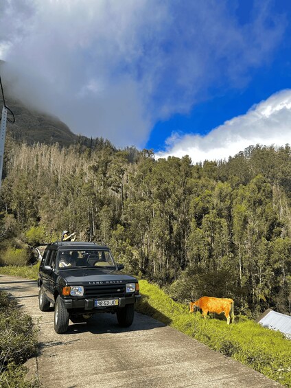 A black Land Rover parked on a road with a cow grazing nearby, surrounded by dense forest and a mountain in the background. 2