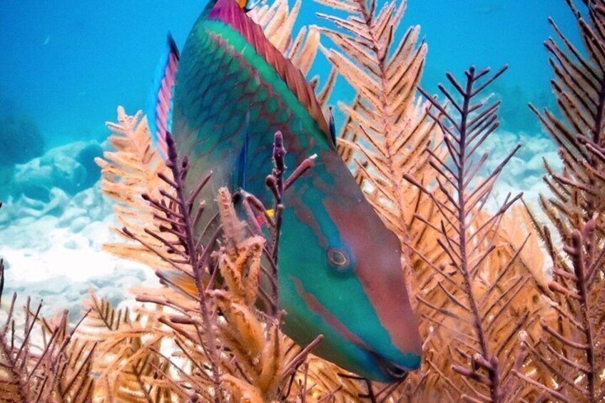 A fish swimming among coral reefs. 2