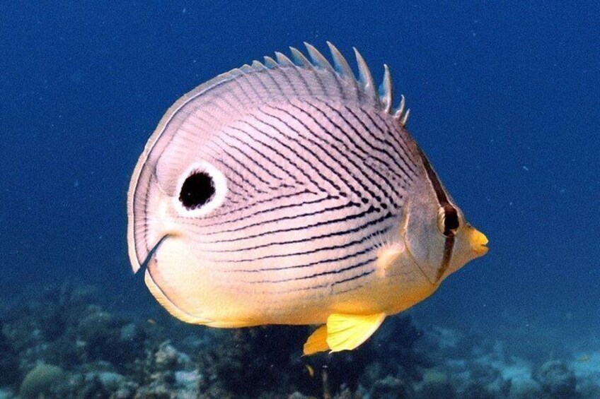 A fish with a round body, vertical stripes, and a yellow tail fin swimming underwater. 4
