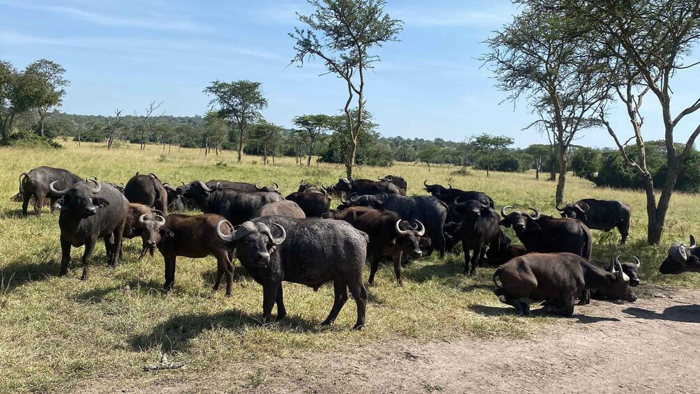 A herd of buffalo grazing in a grassy field with trees in the background. 2