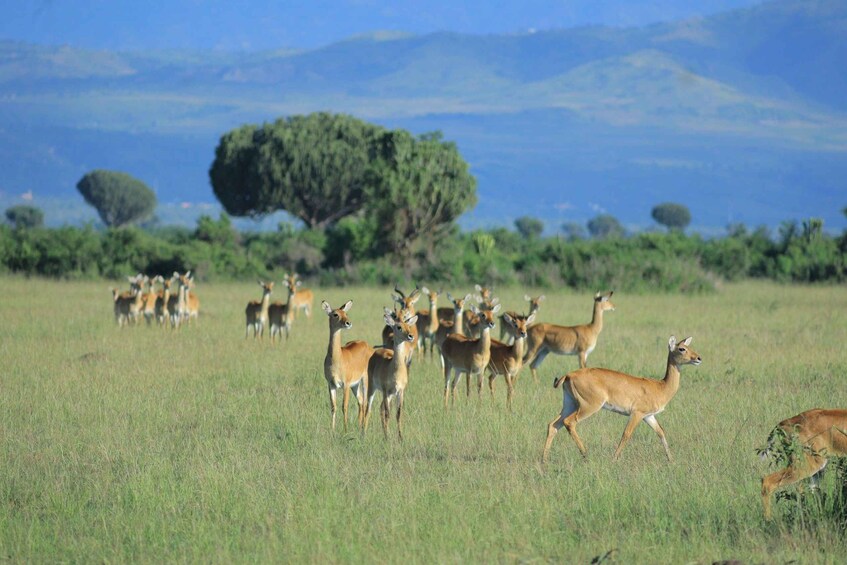 A herd of deer in a grassy field with trees and mountains in the background. 1