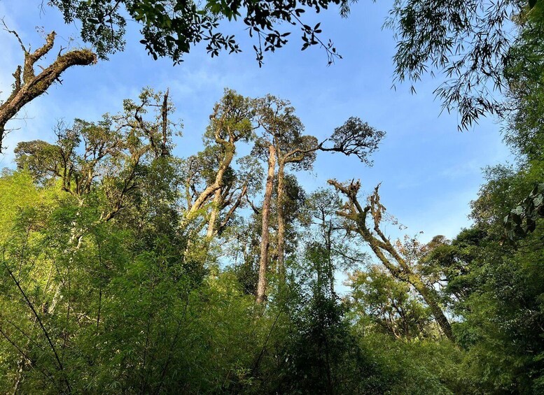 A dense forest with tall trees and a clear blue sky. 1