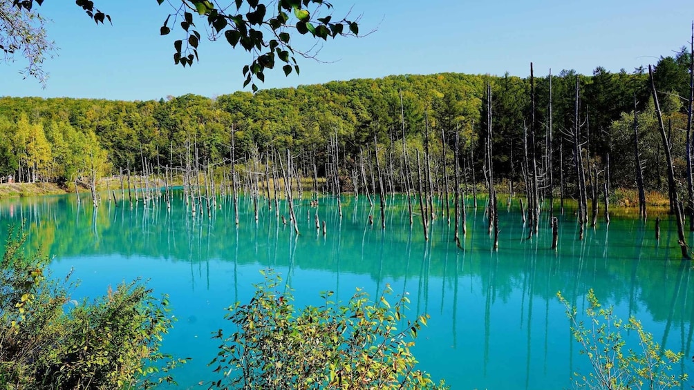 A clear turquoise lake surrounded by dense forest and tall, dead trees. 3