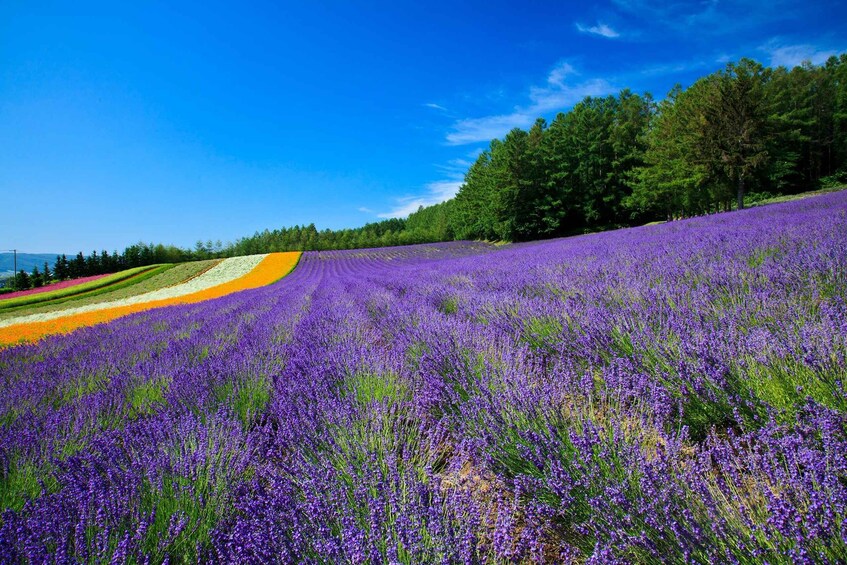 A lavender field with a clear sky and a forest in the background. 1
