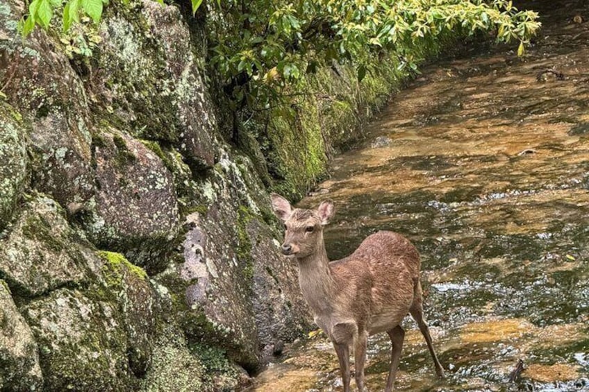 Miyajima: Culture, History & Scenic Beauty 2