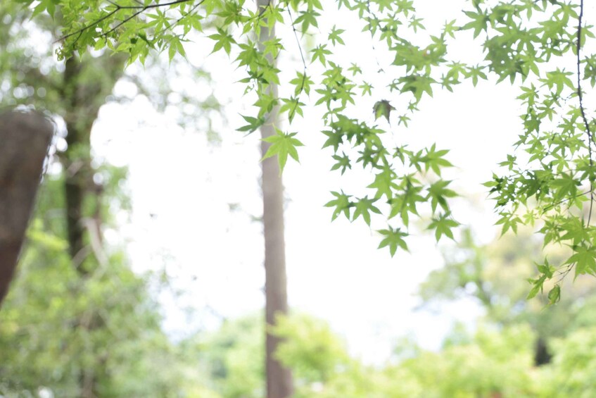 Green leaves hanging from branches in a natural setting. 5