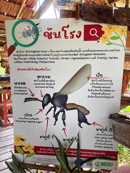 Une affiche présentant une illustration détaillée d’une abeille, incluant son anatomie et sa classification. 5