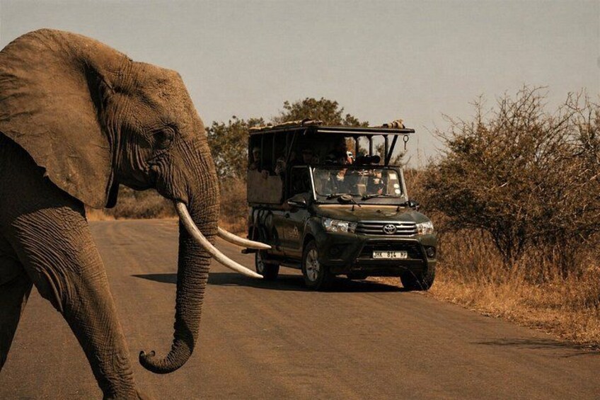 An elephant walking on a road with a safari vehicle behind it. 1