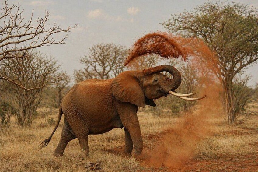 An elephant in a dry grassland with sparse trees, kicking up dust. 2