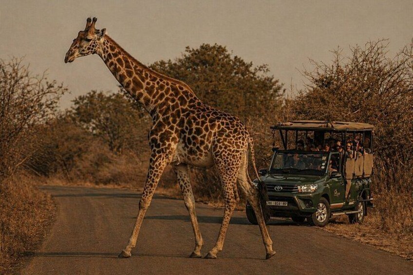 A giraffe walking on a road with a safari vehicle behind it. 4