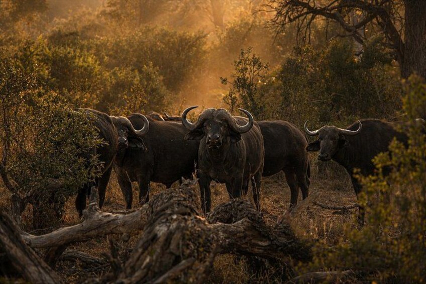 A group of buffalo in a natural setting with trees and shrubs. 5