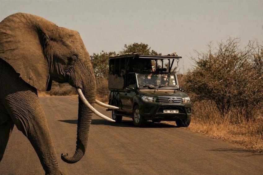 An elephant walking beside a safari vehicle on a road. 1