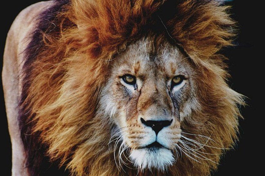 A lion with a prominent mane. 3