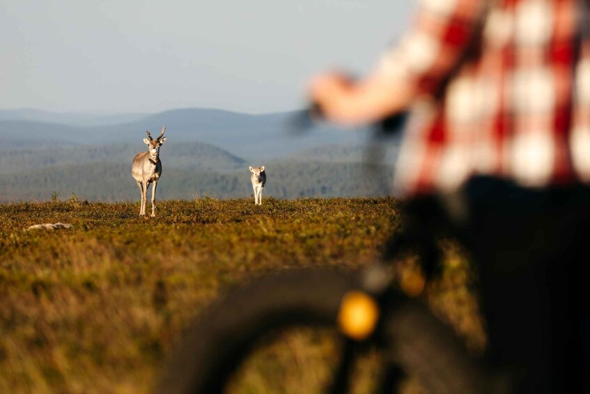 A person riding a motorcycle on a grassy field with two deer in the background. 1
