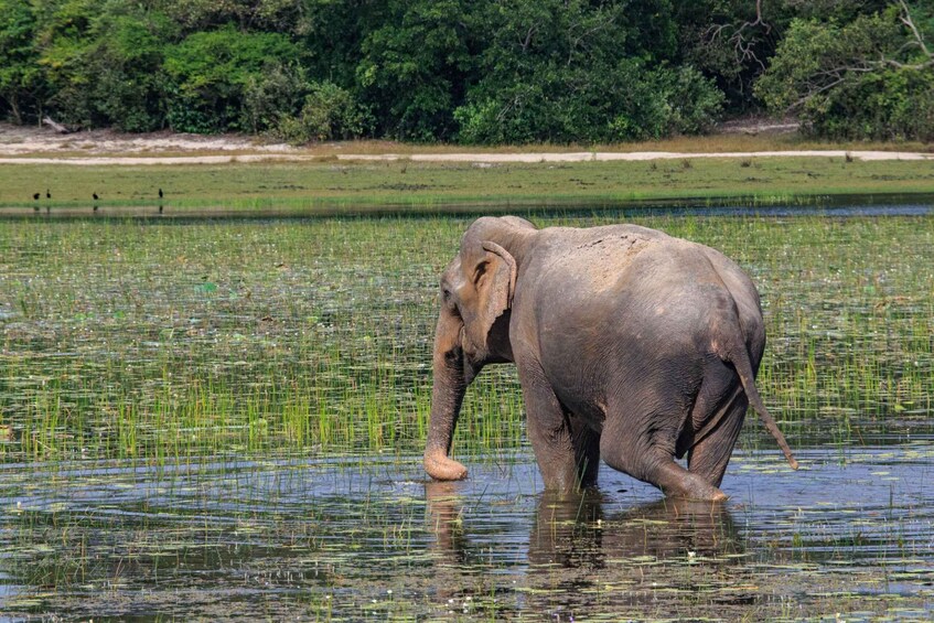 An elephant walking through a water body with greenery in the background. 4