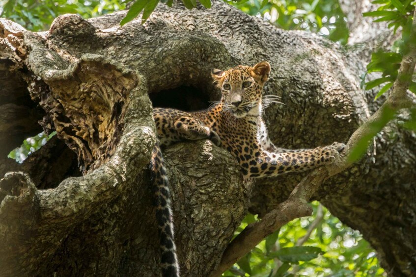 A leopard resting in a tree hollow. 5