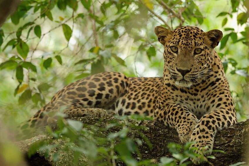 A leopard resting on a tree branch in a forest. 1