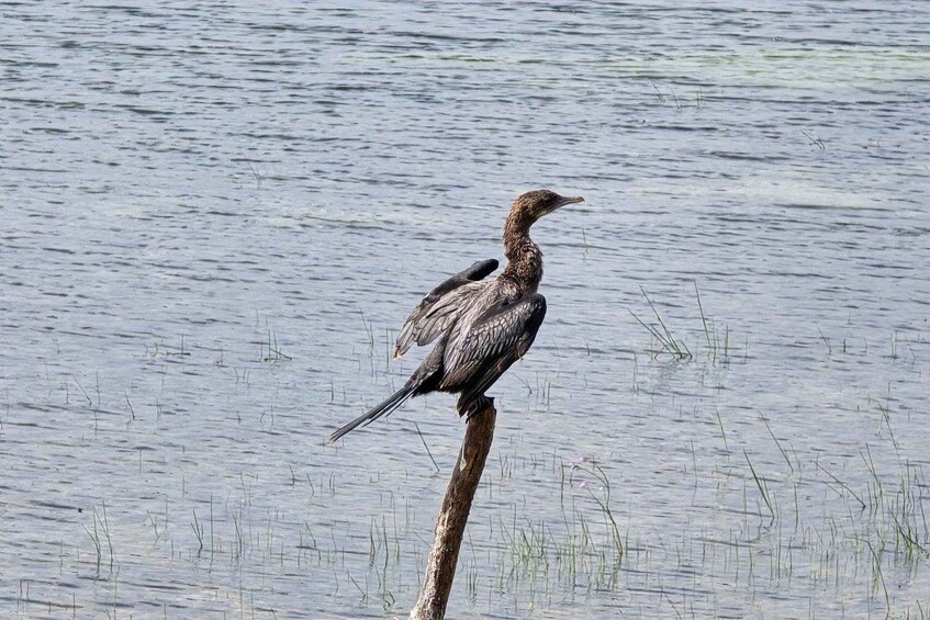 A bird perched on a branch over water. 3