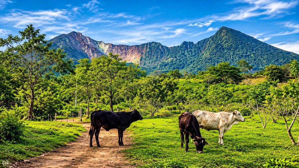 Picture 23 for Activity Granada: Mombacho Volcano ATV & Wildlife Adventure⭐️⭐️⭐️⭐️⭐️ 3