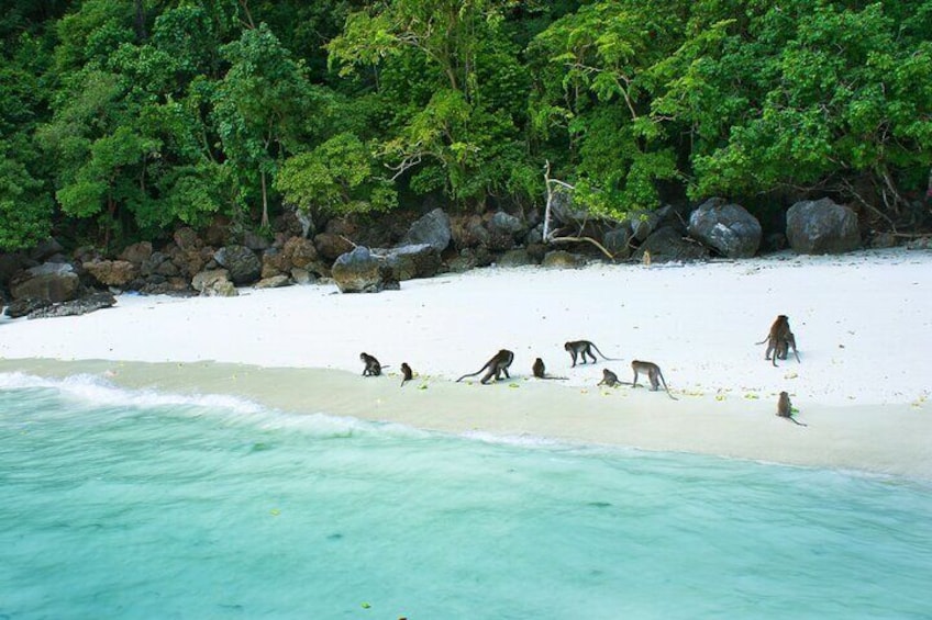 A beach with monkeys on the sand and turquoise water. 4