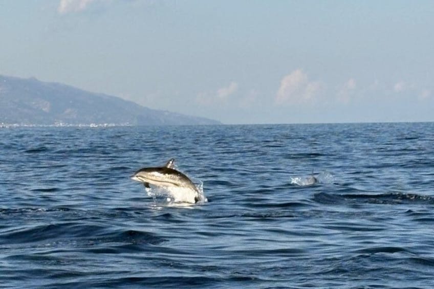 Excursion plus search for dolphins 4