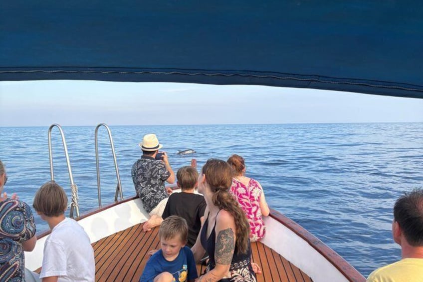 Excursion plus search for dolphins 3