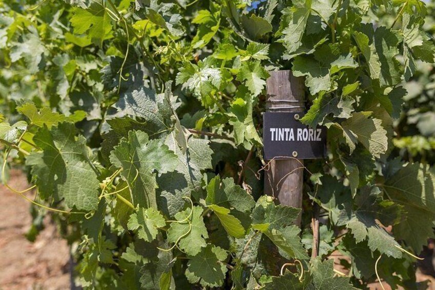 Douro Full Day Tour with Wine Tasting and Lunch 3