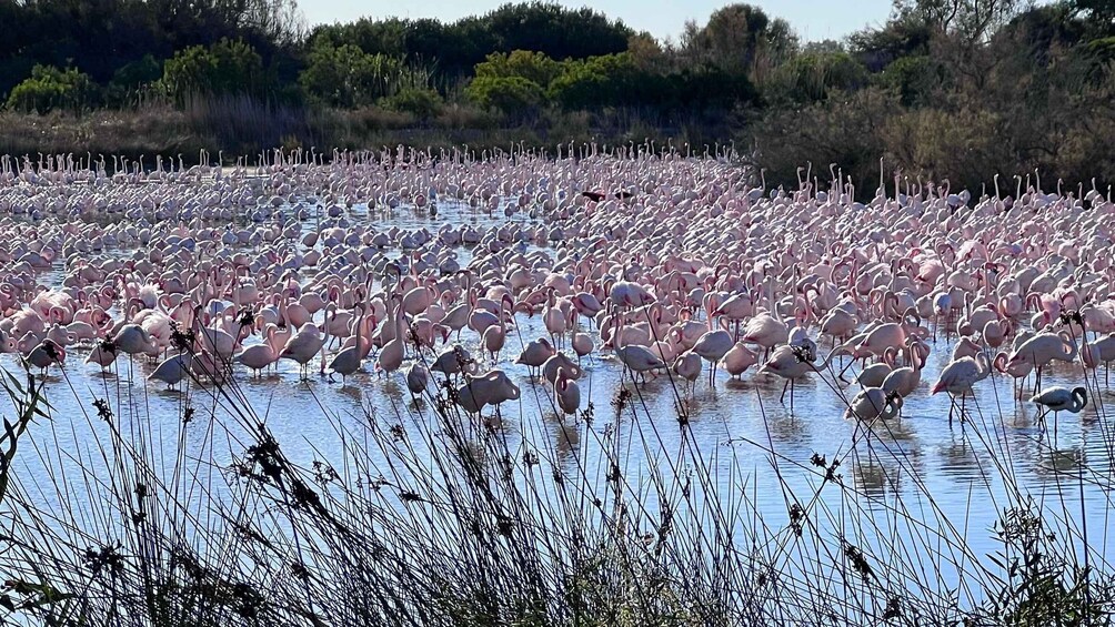 En stor flock flamingos i ett grunt vattenområde omgivet av vegetation. 3