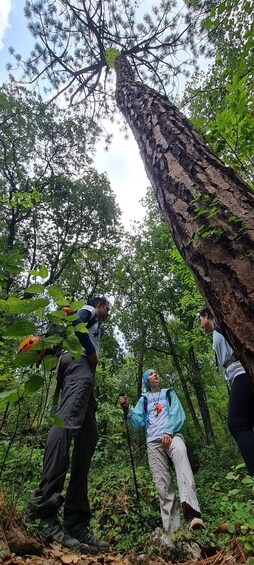 Three people in a forest, one climbing a tree, another sitting on a branch, and a third observing. 5