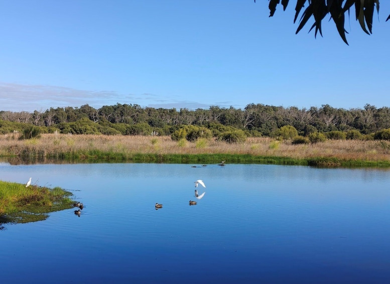 Picture 10 for Activity Koala, Lancelin, Wedge Island & Pinnacles Tour from Perth 2