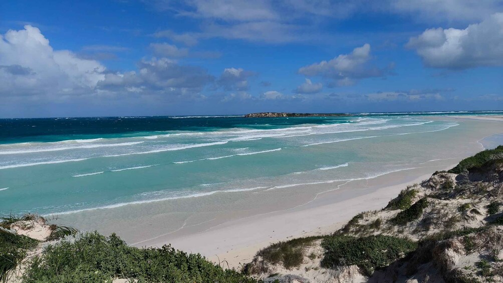 Picture 10 for Activity From Perth: Koala, Lancelin & Pinnacles Desert Day Tour 3
