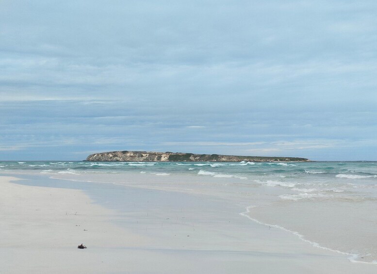 Picture 9 for Activity Koala, Lancelin, Wedge Island & Pinnacles Tour from Perth 4