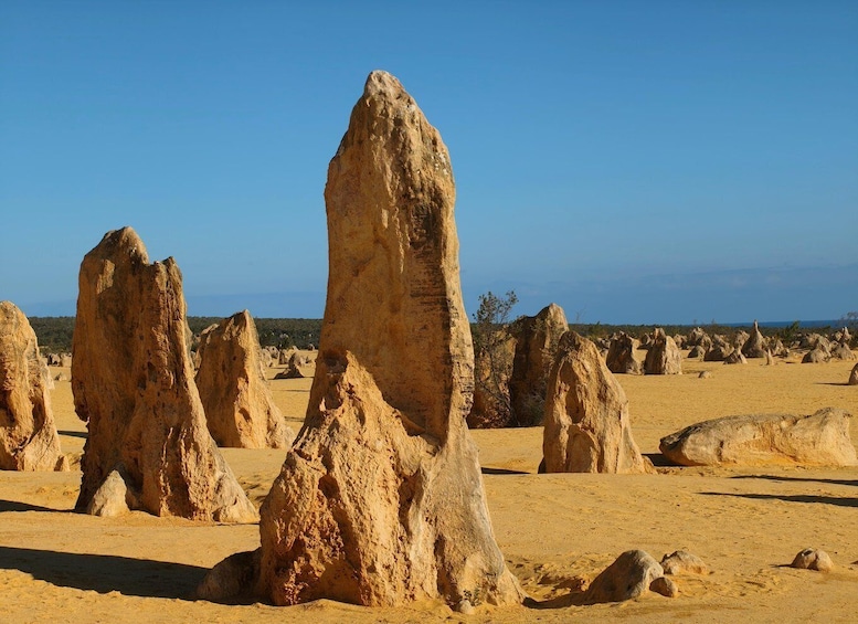 Koala, Lancelin, Wedge Island & Pinnacles Tour from Perth 1