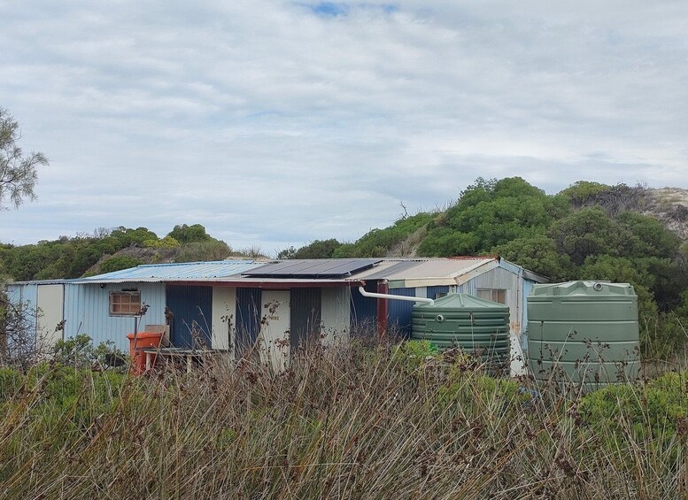 Picture 8 for Activity Koala, Lancelin, Wedge Island & Pinnacles Tour from Perth 3