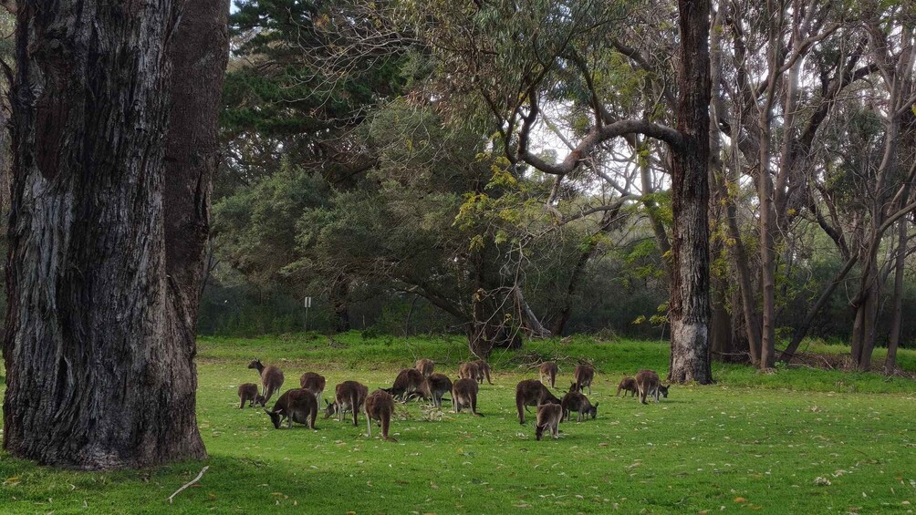 Picture 2 for Activity From Perth: Koala, Lancelin & Pinnacles Desert Day Tour 2