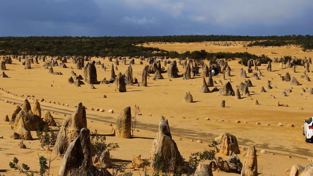 Picture 12 for Activity From Perth: Koala, Lancelin & Pinnacles Desert Day Tour 4