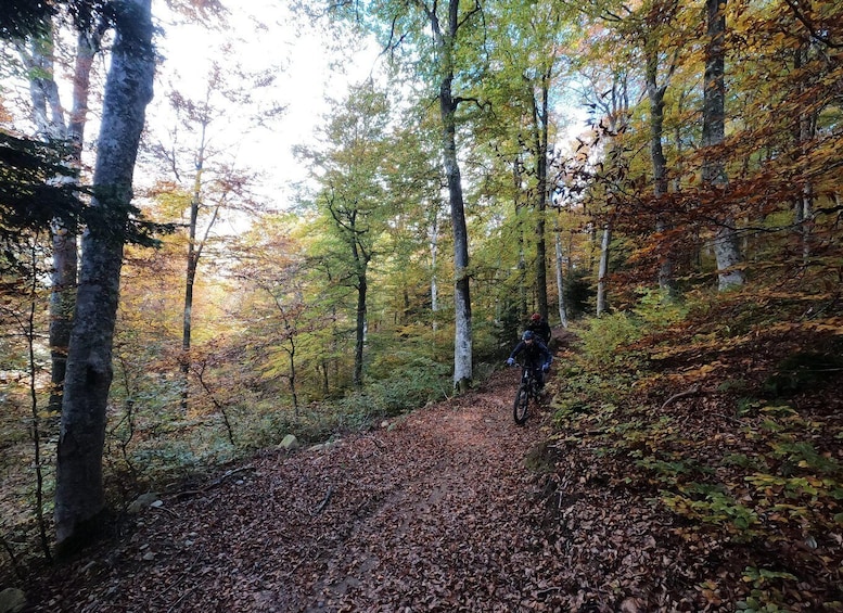 A forest trail with a cyclist. 4