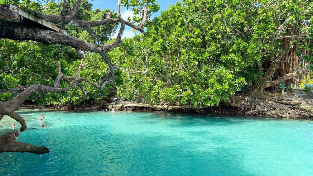 A clear turquoise lagoon surrounded by lush greenery and overhanging trees. 1
