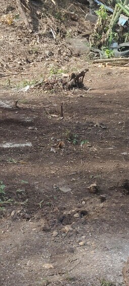 A dirt path with scattered rocks and sparse vegetation. 5