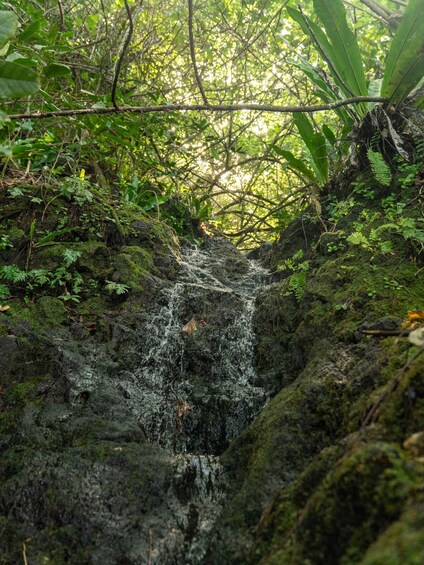 A moss-covered rock formation with a small waterfall. 2