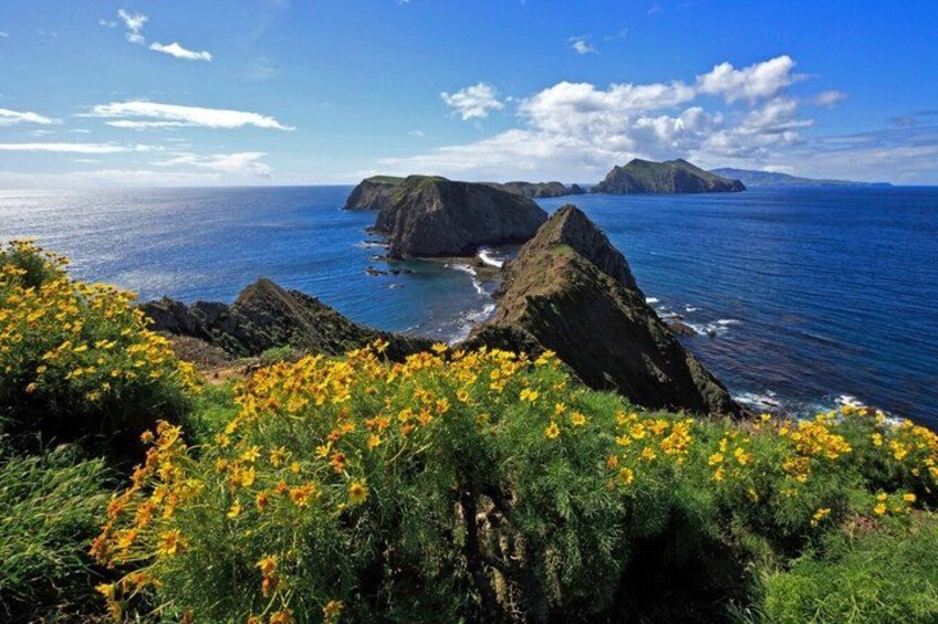 A coastal landscape with rocky cliffs, ocean, and yellow flowers. 3