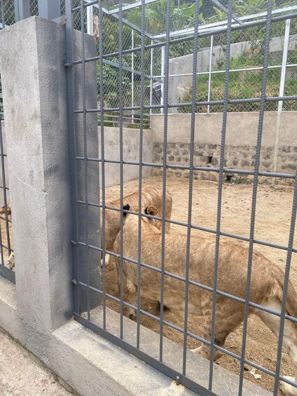 Ein Löwe hinter einem Metallzaun in einem Gehege im Zoo. 4