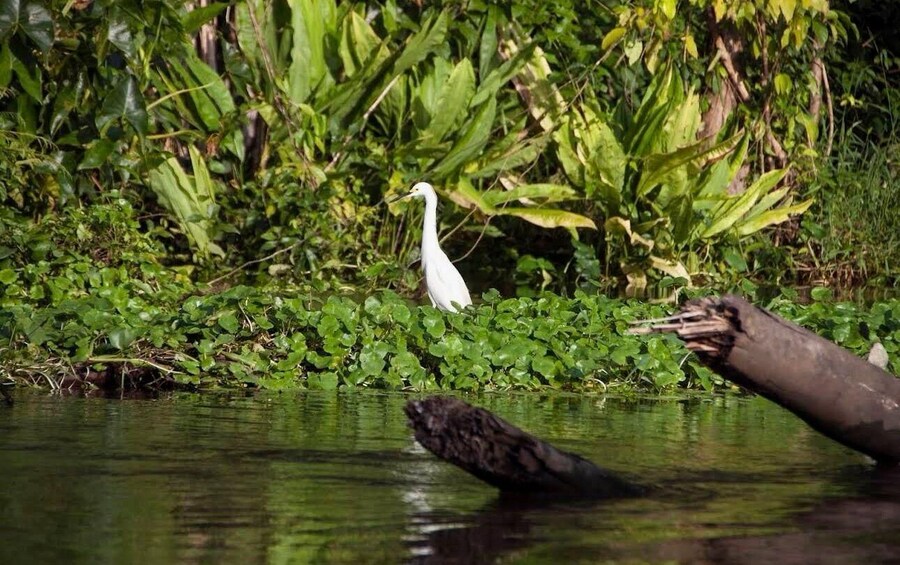 A white bird standing on water surrounded by lush greenery. 2