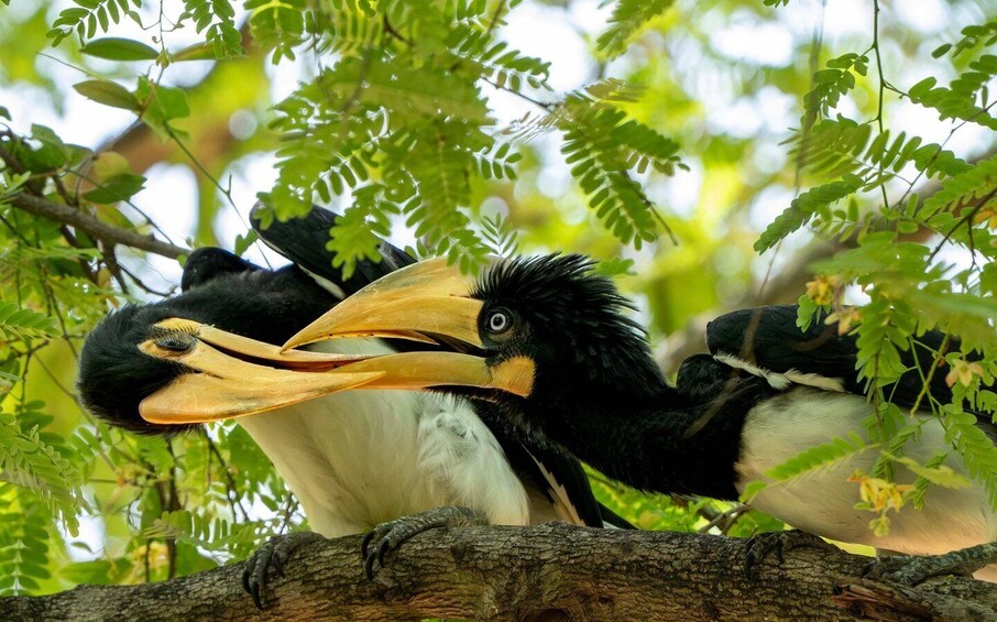 Two birds with large beaks perched on a tree branch. 2