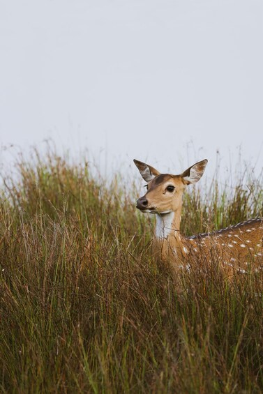 A deer in tall grass. 4