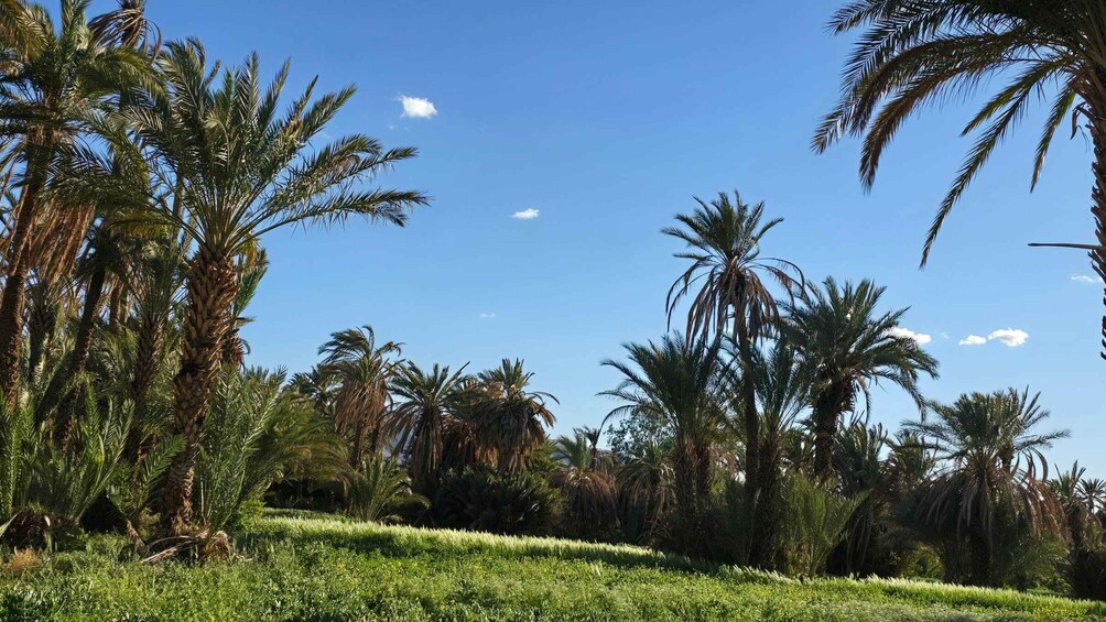 Eine tropische Landschaft mit Palmen und blauem Himmel. 3